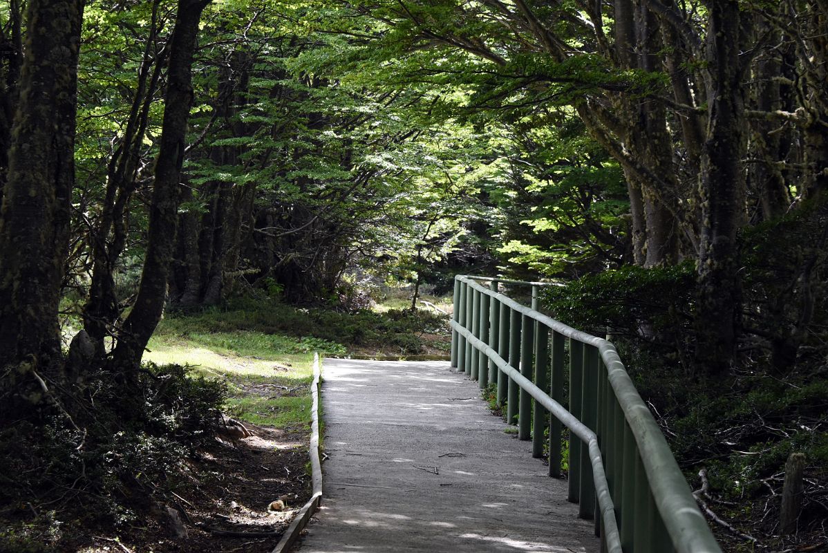 13C We Took A Short Path At Magallanes National Reserve Near Punta Arenas Chile